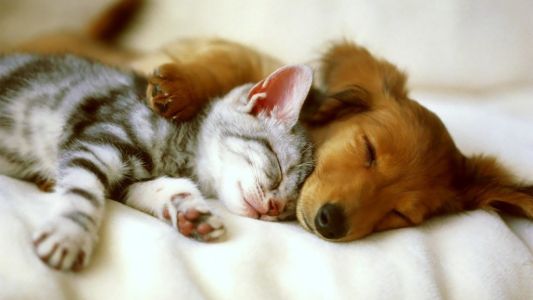 Científicos descubren que los gatos son tan inteligentes como los perros