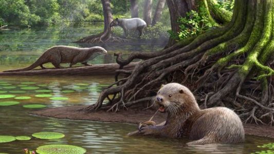 Hallaron una nutria gigante prehistórica de dos metros en China