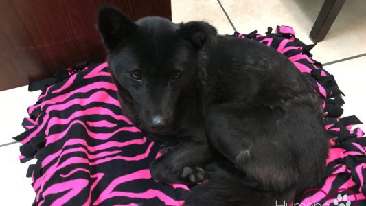 Video: perro rescatado de un matadero en Corea duerme de parado porque estaba acostumbrado a una jaula pequeña
