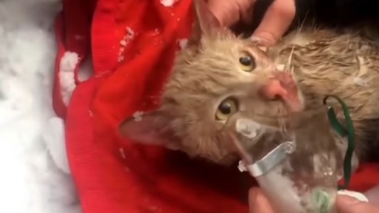 Video: el milagroso rescate a un gato tras un feroz incendio en Moscú