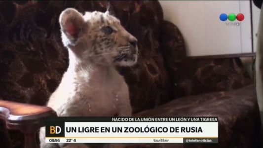 Un "ligre" en un zoológico de Rusia