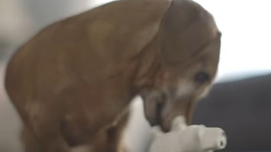 Video tierno: la reacción de este perro salchicha al encontrar su juguete preferido tras cinco años