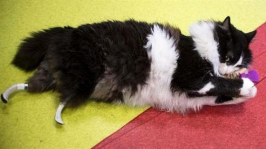 Video: mirá cómo camina el gato que tiene dos patas biónicas