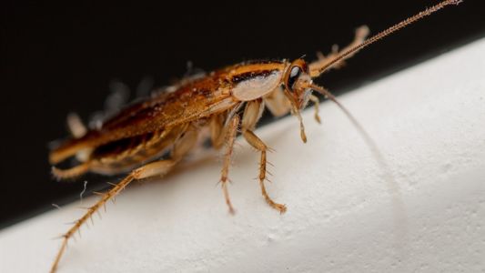 Video impresionante: médicos extraen cucaracha viva del cerebro de una mujer
