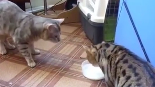 Video viral: los dos gatitos que se disputan el plato de leche