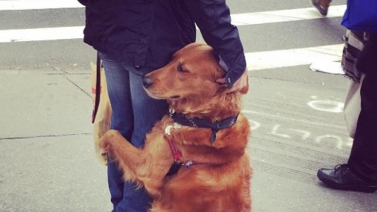 Furor en Instagram por el perro que abraza desconocidos por las calles de Nueva York
