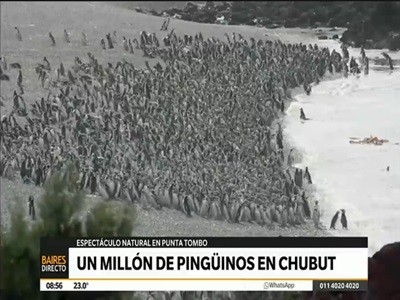 Un millón de pingüinos en Punta Tombo