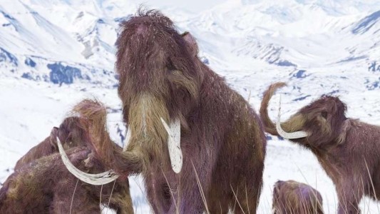 Hay esperanzas de crear el "mamofante", un híbrido entre mamut y elefante
