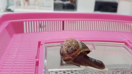 Una mujer pisó un caracol, se angustió y lo llevó al veterinario para que le reconstruyan el caparazón