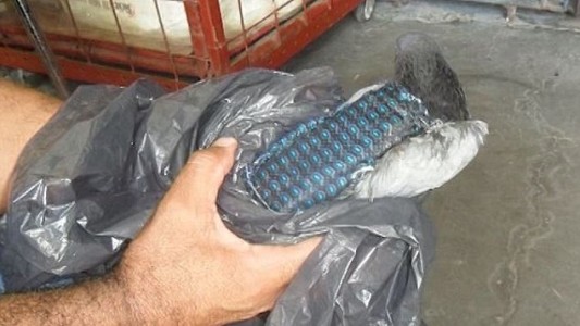 Atrapan a una paloma intentando ingresar un teléfono celular en una cárcel