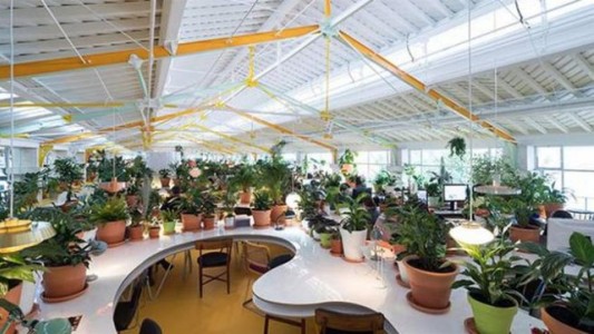 Montan una oficina con más plantas que computadoras para trabajar relajado