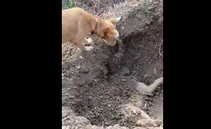 Video emotivo: el perro que entierra a su hermano muerto