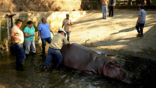 Horror El Salvador: mataron de una paliza al último hipopótamo del zoo