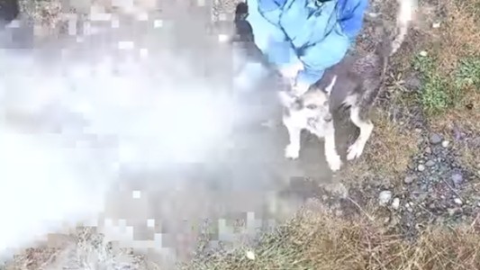 Macabra tortura a un perro en Chile: lo asfixiaron y aplastaron con piedras