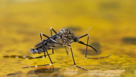 Alerta por la fiebre amarilla: hay dos provincias en alto riesgo