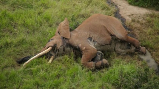 Conmoción en África: cazadores mataron a un elefante emblemático de Kenia