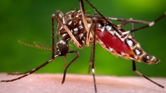 Santa Fe: diagnostican microcefalia por zika a un bebé