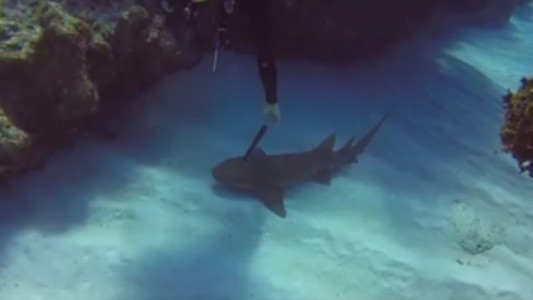 Video: estaba buceando y salvó a un tiburón que tenía un cuchillo clavado