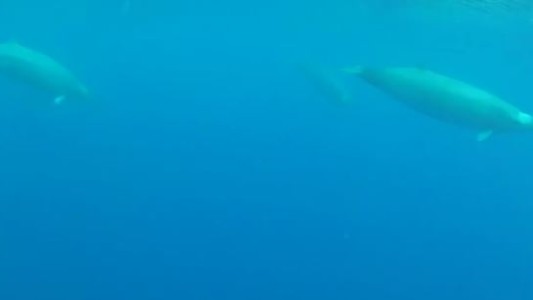 Filman por primera vez a una extraña ballena