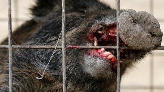 El nuevo drama de Fukushima: los jabalíes radiactivos