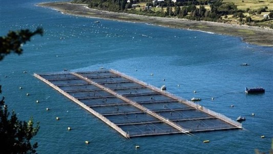 Alerta por el salmón rosado que llega de Chile: el 66% tiene restos de antibióticos