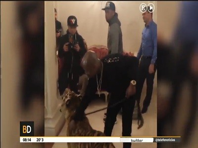 Las mascotas de Floyd Mayweather en un hotel ruso