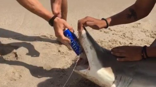 Abren una lata de cerveza con los dientes de un tiburón