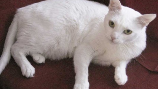 Lanzan alerta tras detectar brucelosis en felinos por primera vez en Argentina
