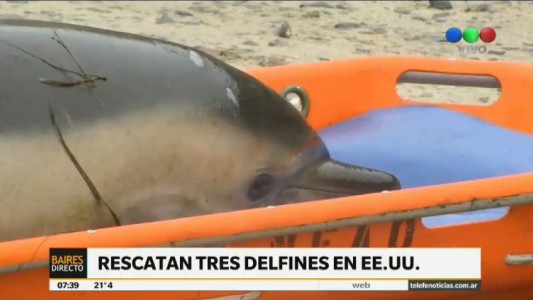 Rescatan delfines varados en la costa norte de Estados Unidos