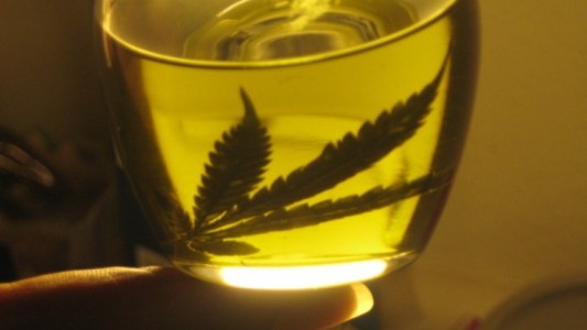 Mendoza aprobó el uso medicinal del aceite de cannabis