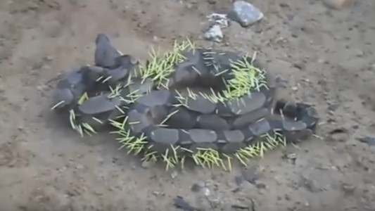Video: así dejó un puercoespín a una boa que intentó comerlo