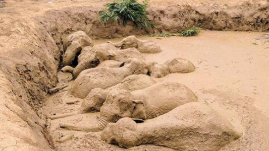 El dramático rescate de 11 elefantes atrapados en el cráter que dejó una bomba