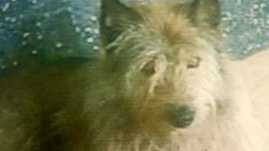 Mató a palazos a un perro callejero delante de su hijo y ahora va a juicio