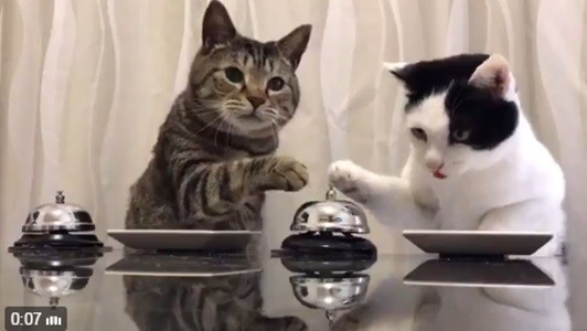 #EsViral Los gatos de Pavlov