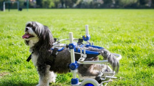 Video emotivo: el momento en el que un perro paralítico vuelve a caminar