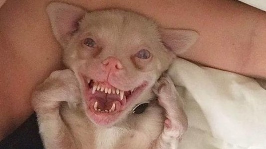 Furor en Instagram por "Tucker", el perro murciélago