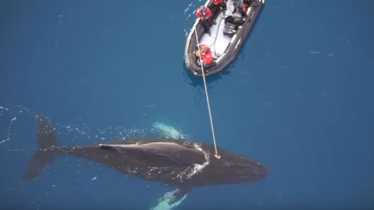 Revelan que las ballenas tienen una intensa vida social