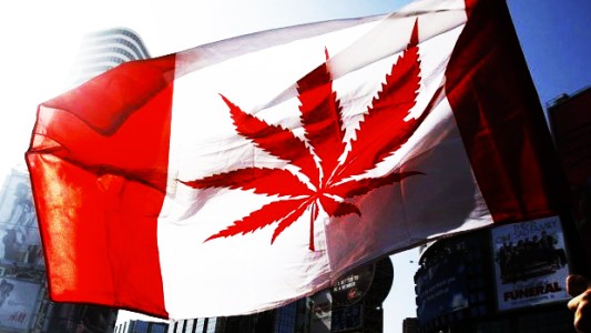 El Gobierno canadiense inicia proceso para legalizar la marihuana