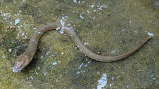 Se introdujo una anguila por el recto para combatir el estreñimiento