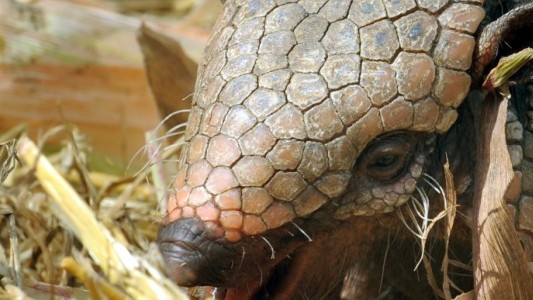Descubrieron en Chile un armadillo con cuernos de hace 11 millones de años