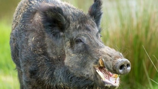 Irak: una manada de jabalíes mató a tres miembros de Estado Islámico