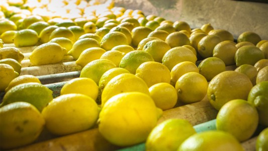 A finales de mayo, los limones argentinos podrán entrar a Estados Unidos