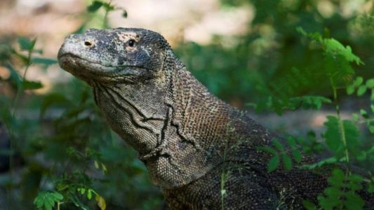 Dragón de Komodo mordió a un turista en un parque nacional