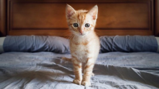 La explicación científica a la fascinación de los seres humanos por los videos de los cachorros de animales