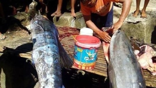 Misterio en Filipinas: pescaron del fondo del mar un pez tatuado