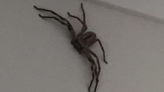 Hallaron a la espeluznante "madre de todas las arañas": inmune a todos los venenos