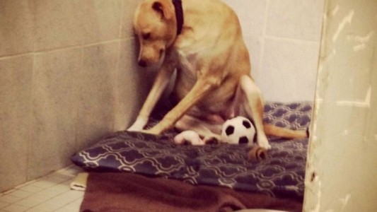 El perro "más triste del mundo" podría ser sacrificado al no encontrar una familia de adopción