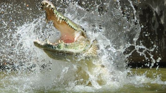 Cocodrilos devoraron a un pastor que intentó caminar sobre el agua como Jesús