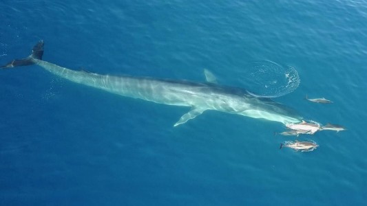 Captan a una ballena que nada junto a delfines