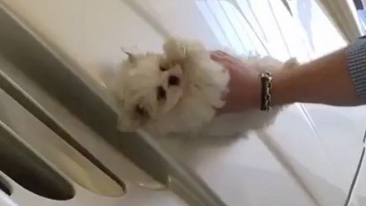 Video que indigna: "el niño rico" que lustra su auto de alta gama con un perro cachorro
